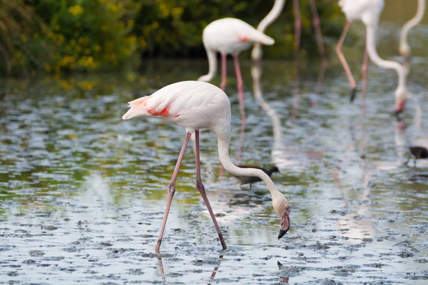 Wildvögel großer rosa Flamingo im Nationalpark, Provence, Frankreich — Stockfoto