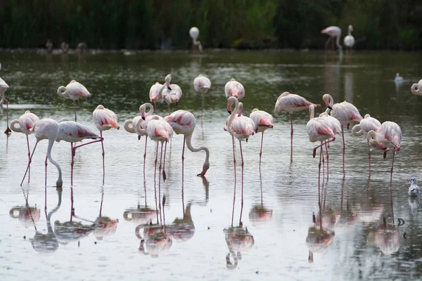 Wildvögel großer rosa Flamingo im Nationalpark, Provence, Frankreich — Stockfoto