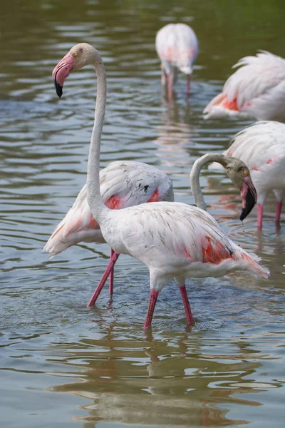 Aves silvestres gran flamenco rosa en el parque nacional, Provenza, Francia — Foto de Stock