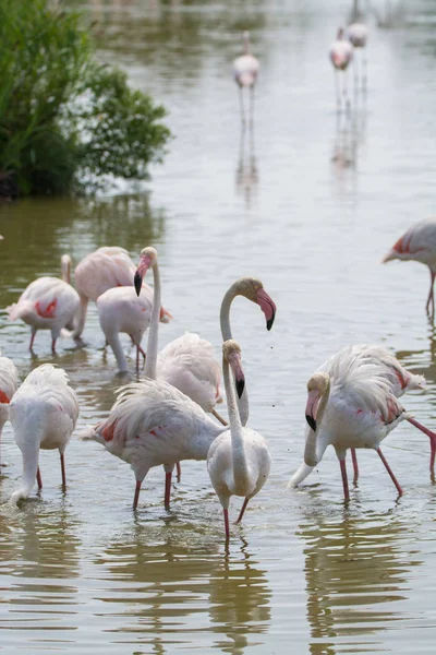 Wildvögel großer rosa Flamingo im Nationalpark, Provence, Frankreich — Stockfoto