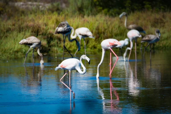 Wildvögel großer rosa Flamingo im Nationalpark, Provence, Frankreich — Stockfoto