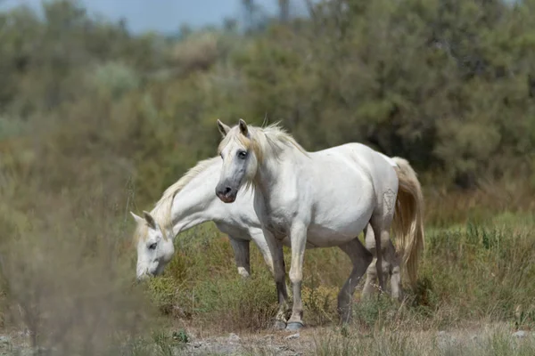 Cavalo Branco Selvagem Parque Nacional Camargue França — Fotografia de Stock