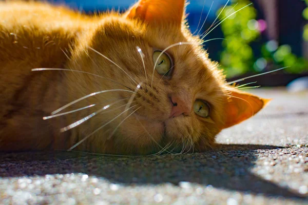 Roztomilá červená kočka lahodilo horké slunce světla v zahradě — Stock fotografie
