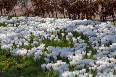 Yeşil çimenler üzerinde bahar beyaz çiğdem çiçekleri