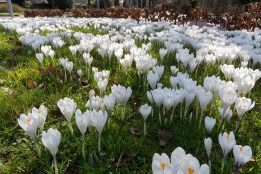 Yeşil çimenler üzerinde bahar beyaz çiğdem çiçekleri