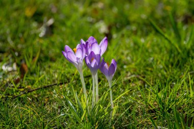 Yeşil çimenlerin üzerinde mor bitkisi çiçeği bahar