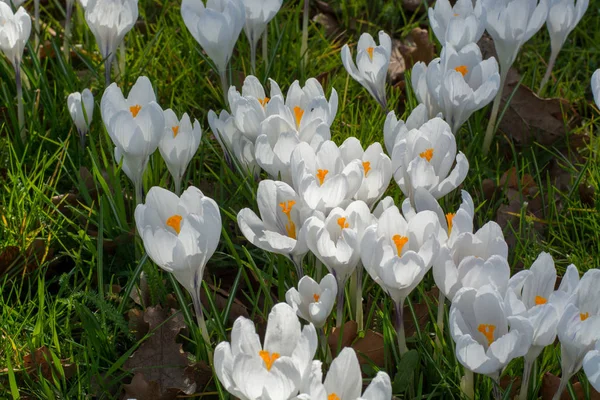 Spring white crocus flowers on green grass — Stock Photo, Image