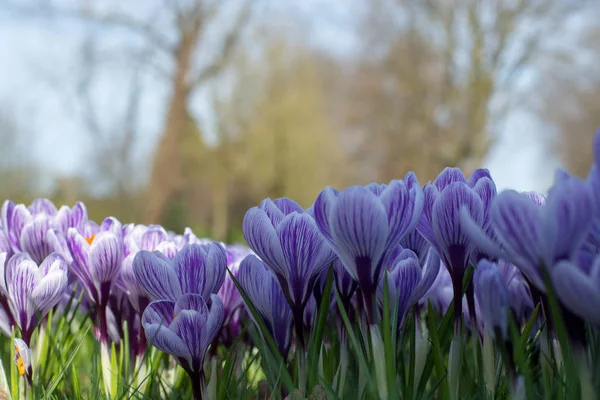 Весенние фиолетовые крокус цветы на зеленой траве — стоковое фото