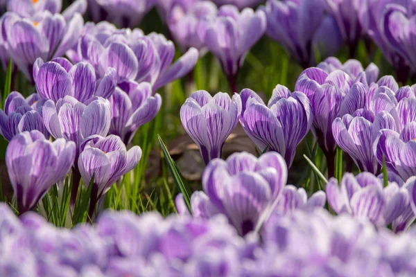 Primavera roxo flores de croco na grama verde — Fotografia de Stock