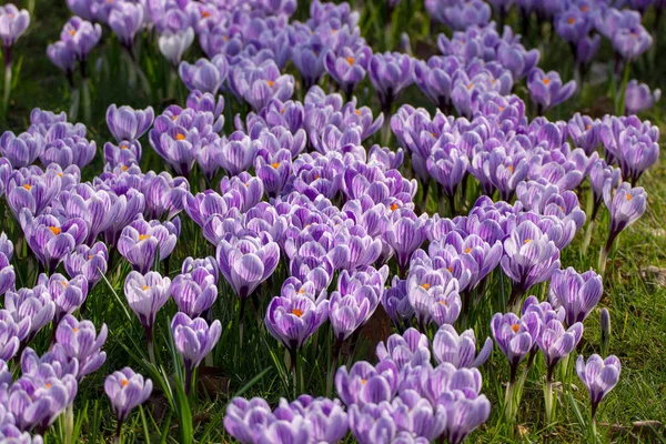 Весенние фиолетовые крокус цветы на зеленой траве — стоковое фото