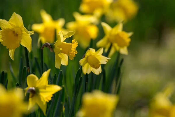 Bloeiende lente gele narcissen bloemen in Park — Stockfoto