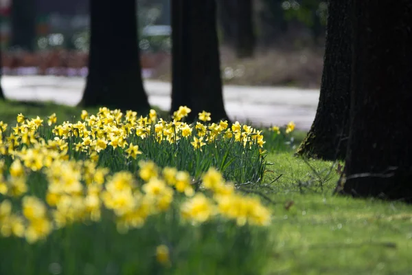 Bloeiende lente gele narcissen bloemen in Park — Stockfoto