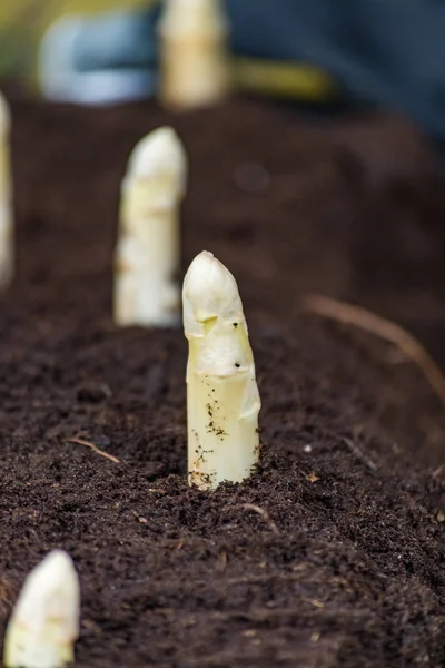 Új termés a kiváló minőségű fehér spárga a asparasus mezők — Stock Fotó