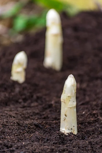 Új termés a kiváló minőségű fehér spárga a asparasus mezők — Stock Fotó