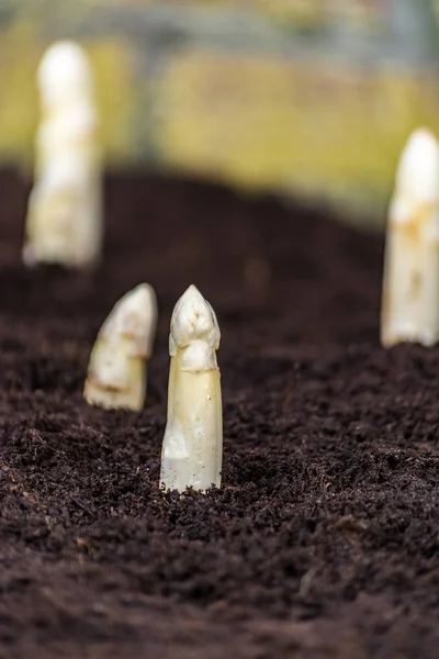 Nuovo raccolto di asparagi bianchi di alta qualità su campi di asparagi — Foto Stock