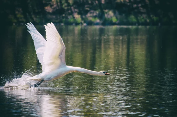 Cigno sul lago. — Foto Stock