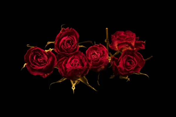 在黑色背景上的红色无叶玫瑰 — 图库照片