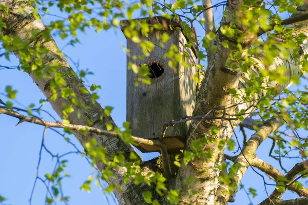 Birdhouse nella foresta primaverile sfondo naturale — Foto Stock