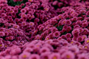 Pembe kasımpatıların çalısı. Arkaplan ve doku