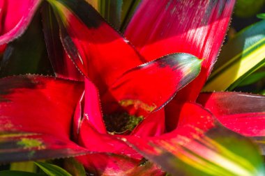 Singapur, Botanik Bahçesi 'ne yakın çiçek görüntüsü