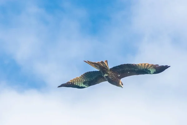 Hawk Voando Sobre Baía Long Vietnã — Fotografia de Stock