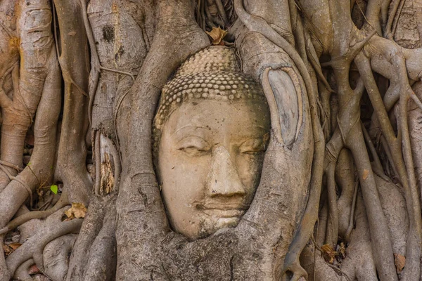 Buda kafası Ayutthaya, Tayland 'da bir Banyan ağacına gömülü.