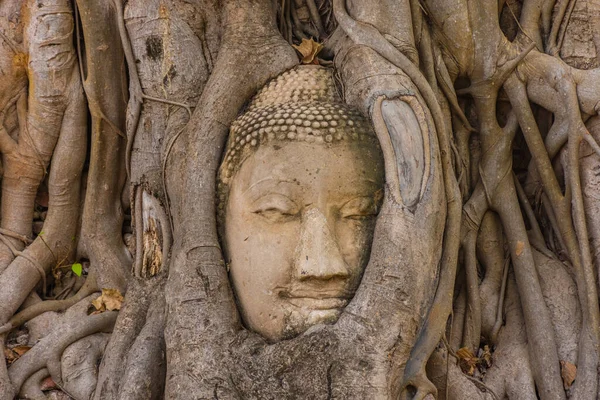 Tête Bouddha Enfoncée Dans Arbre Banyan Ayutthaya Thaïlande — Photo