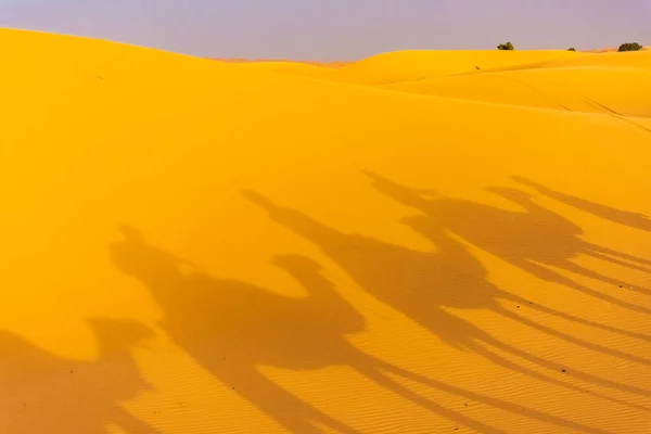 Shadow Camels Riding Sahara Desert Merzouga Morocco — Stock Photo, Image