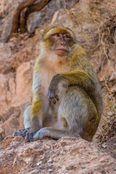 Singe Sauvage Assis Dans Les Montagnes Maroc — Photo