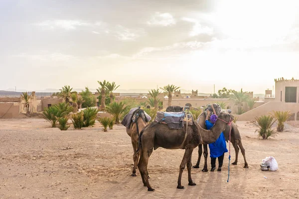 2018 Merzouga Morocco Augaugust 2018 낙타들이 녘에야 영지에서 기다리고 — 스톡 사진