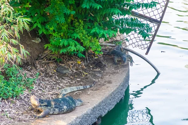 Lumphini Park Bangkok Tayland Daki Vahşi Kertenkele Gözlemcisi — Stok fotoğraf