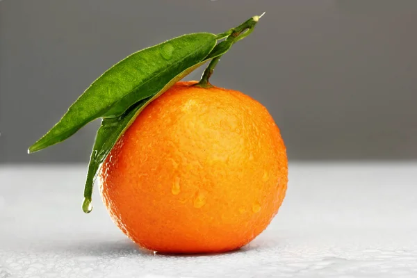 Dojrzałe mandarin z liść zbliżenie na tle szarego gradien. Mandarynka, pomarańczowy z liści na szary background.copy miejsca. Krople wody na tle — Zdjęcie stockowe