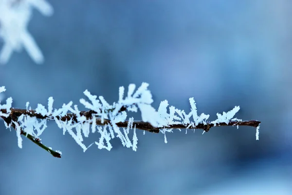 Гілка дерева, покрита морозом. Зимовий фон. Макро. Селективний фокус — стокове фото