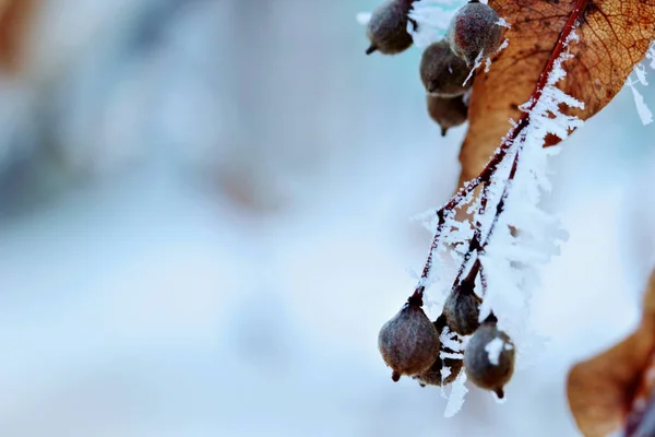 Linden strom větvičku s rime. Uklidňující barvy a tóny abstraktní fotografie zimní větve stromu. Closeup.Macro.Selective zaměření — Stock fotografie