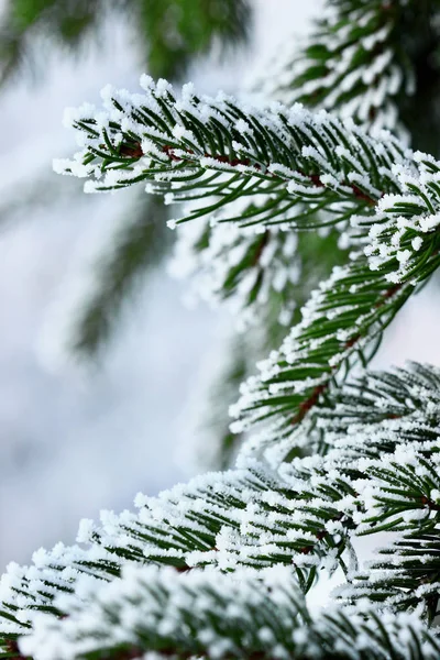 Χριστουγεννιάτικο δέντρο κλαδιά με τον παγετό. Φύση φόντο. Winter.Selective εστίαση macro — Φωτογραφία Αρχείου
