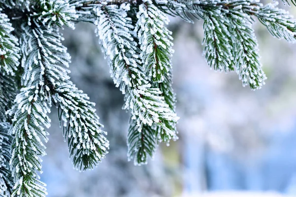 Branches d'arbre de Noël avec givre .Nature background.Winter.Selective focus macro — Photo