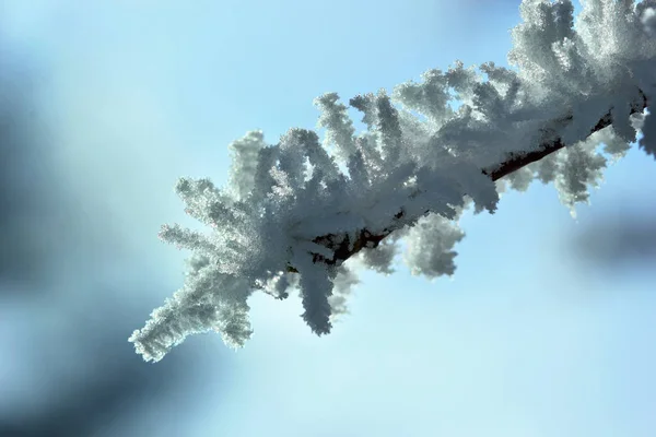 木の枝は霜霜で覆われています。冬 background.macro.Selective フォーカス — ストック写真