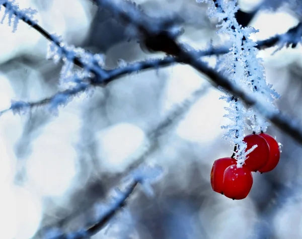 Beeren von Viburnum bedecken mit hoar-frost.macro.selektivem Fokus — Stockfoto