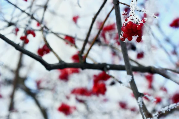 Beeren von Viburnum bedecken mit hoar-frost.macro.selektivem Fokus — Stockfoto