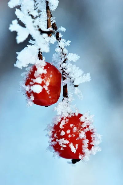 Les baies de viburnum couvrent avec le givre-cerveau.Macro.Selective focus — Photo