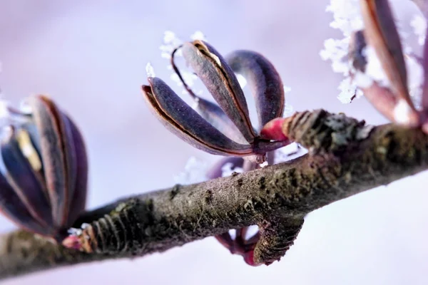 Kirschknospen bedeckt Raureif. — Stockfoto