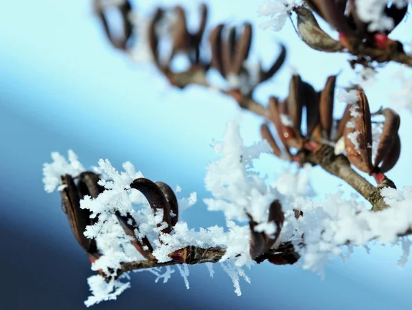 Ramo de árvore coberto com geada de casca.Fundo de inverno.macro.Foco seletivo — Fotografia de Stock