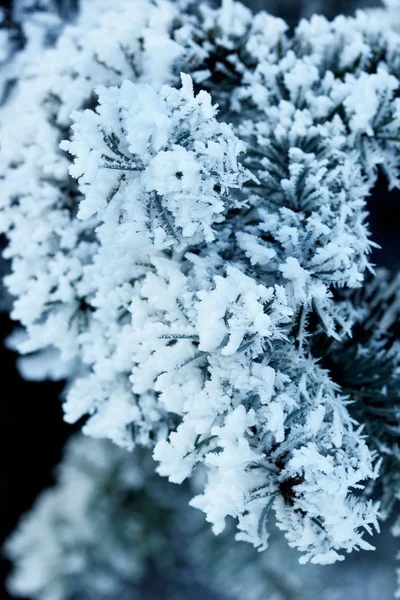 Ramos de pinheiro com geada .Fundo da natureza .Winter.Selective macro foco — Fotografia de Stock