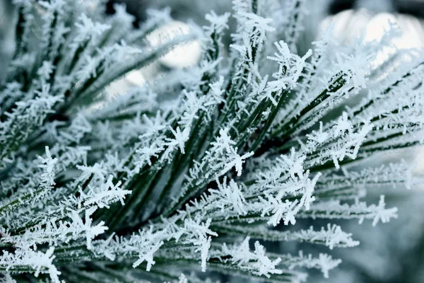 Borové větve s mrazem. Přírodní pozadí. Winter.Selective ostření makro — Stock fotografie