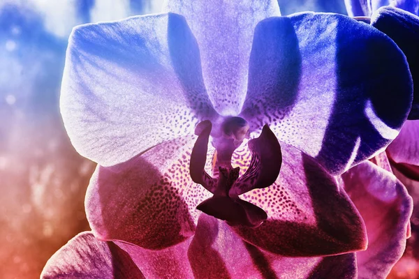 Fondo abstracto orquídea flor.Collour de hipp — Foto de Stock