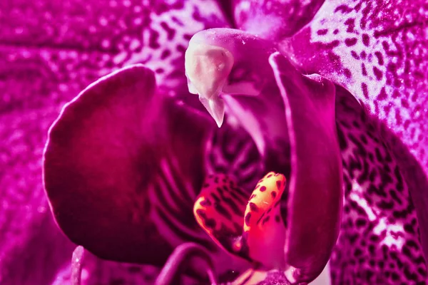 Pink Orchid Macro.Soft fokus — Stockfoto