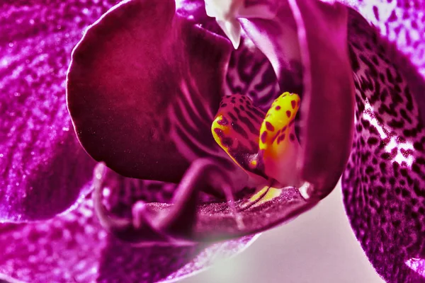 Pembe orkide Macro.Soft odak — Stok fotoğraf
