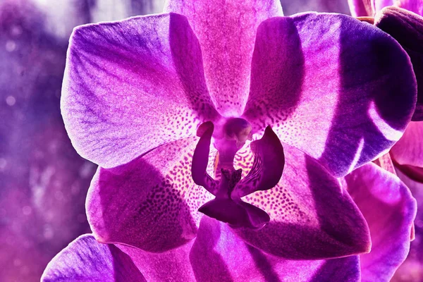 Abstrakte Hintergrund Orchidee flower.magenta Ton — Stockfoto