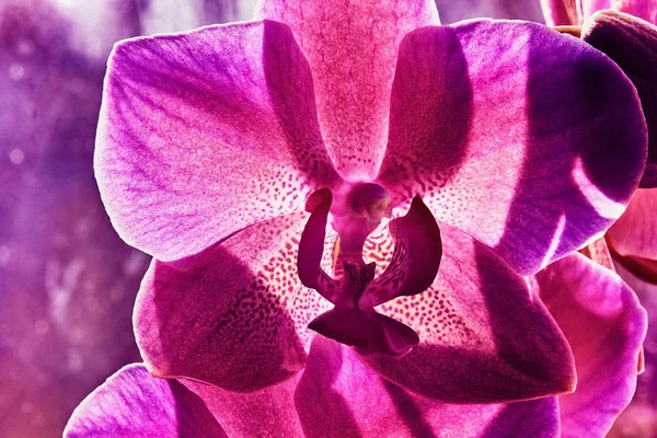 Abstrakte Hintergrund Orchidee flower.pink Ton — Stockfoto