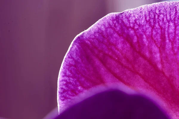 Abstrakt blomma, backlited. närbild skott — Stockfoto